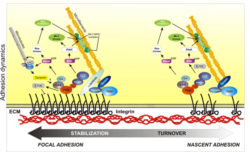 Adhesion dynamics