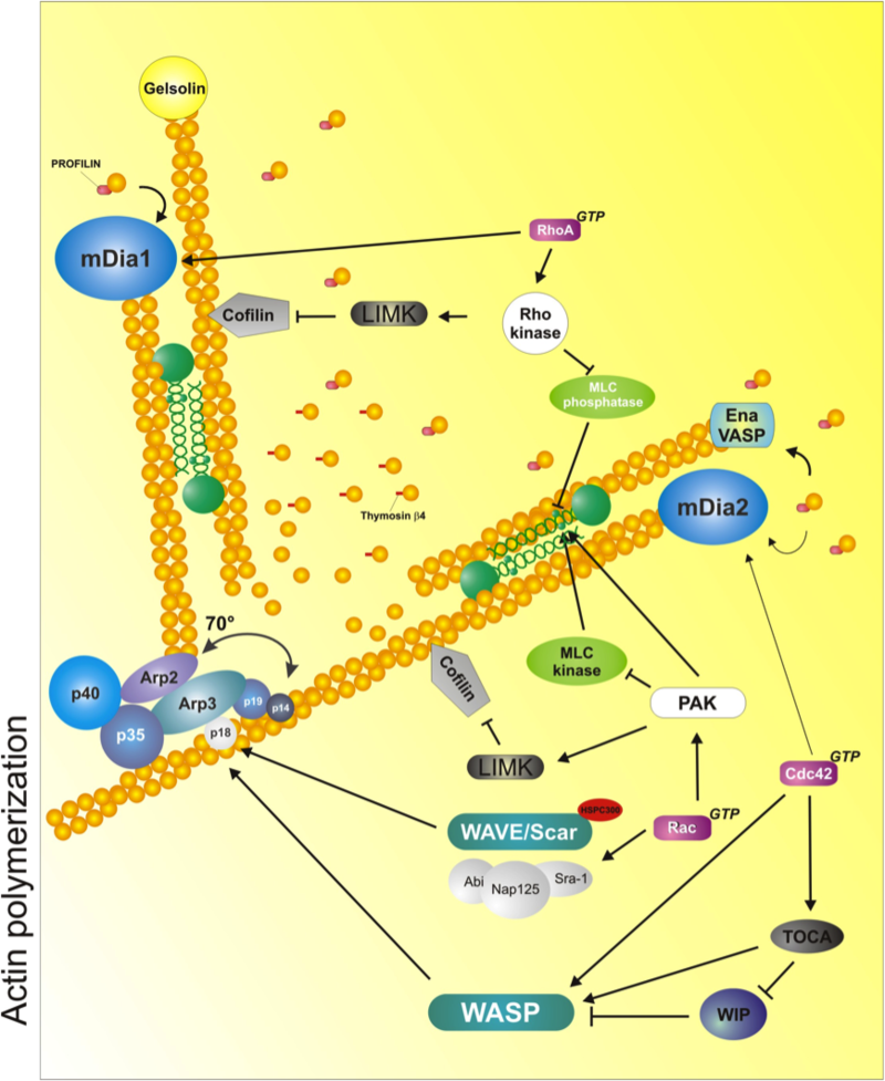 Protrusion graph - actin polymerization